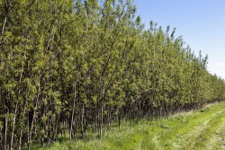 <p> </p>
<p>Caption: “Nearly 1.6 million pounds flows annually from our paperboard mill at Workington to the local farming community”, says Ulf Löfgren, Managing Director for the mill. In January 2019 the project was given the Rushlight Bioenergy Award.</p> (foto: Rolf Andersson)