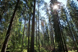 <p><em>The construction of UPM’s innovative biochemicals facility starts in Germany</em></p> (photo: )