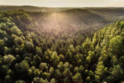 <p><strong>Stora Enso and EcoTelligent partner to advance sustainable wood-based telecom towers</strong></p> (photo: )