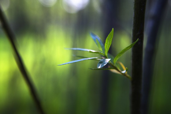 <p> </p>
<p>Caption: “Nearly 1.6 million pounds flows annually from our paperboard mill at Workington to the local farming community”, says Ulf Löfgren, Managing Director for the mill. In January 2019 the project was given the Rushlight Bioenergy Award.</p>