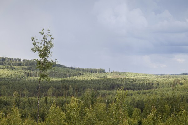 <p><strong>Caption:</strong> Stora Enso drives sustainable forest management as it safeguards forest health and productivity, helps combat global warming, and protects biodiversity – whilst securing the long-term availability of our renewable resources.Image: Stora Enso</p>