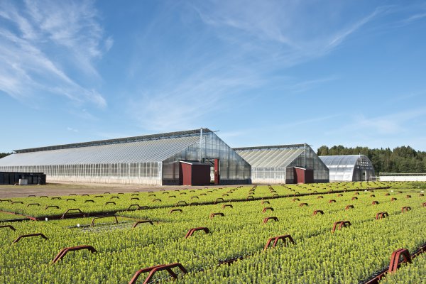 <p>Iggesund and the Holmen Group produce more than 30 million seedlings annually to ensure regrowth in their forests.©Iggesund</p>
